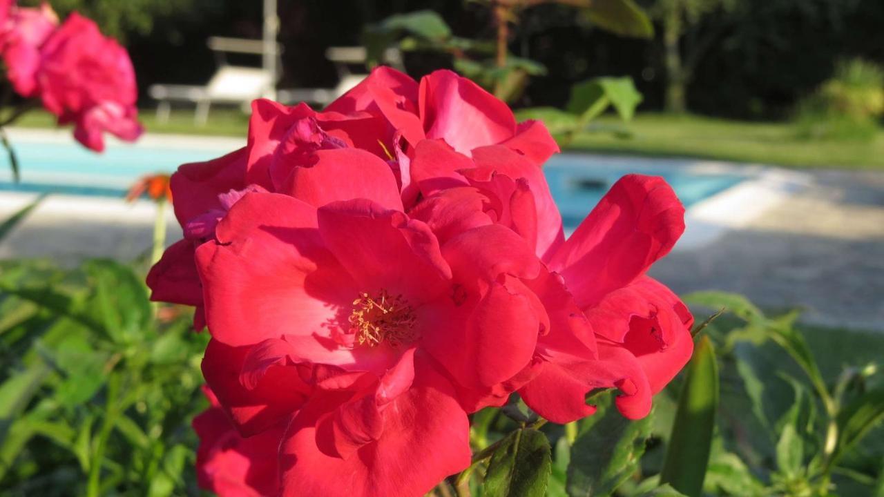 Bed and Breakfast Il Gelso Di Barcuzzi Лонато Экстерьер фото